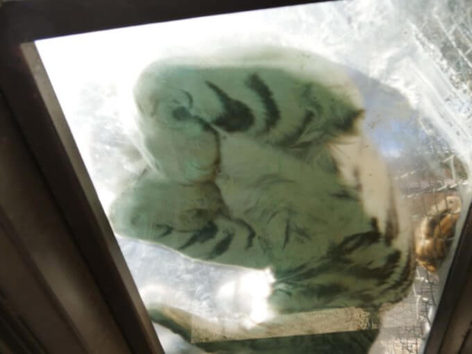 【群馬サファリパーク】ホワイトタイガーのエサやり体験が凄い！猛獣のお腹や肉球も見られます