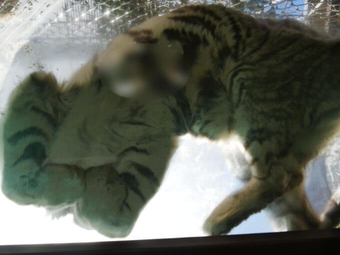 【群馬サファリパーク】ホワイトタイガーのエサやり体験が凄い！猛獣のお腹や肉球も見られます