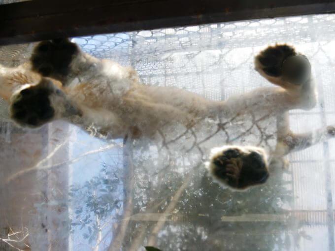 【群馬サファリパーク】ホワイトタイガーのエサやり体験が凄い！猛獣のお腹や肉球も見られます