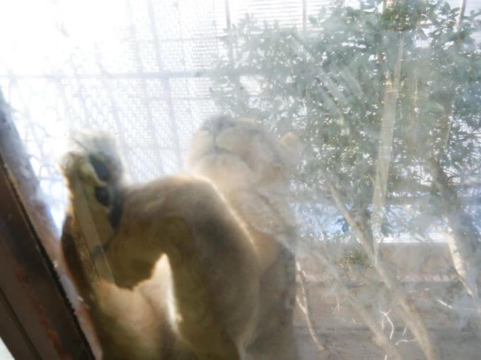 【群馬サファリパーク】ホワイトタイガーのエサやり体験が凄い！猛獣のお腹や肉球も見られます