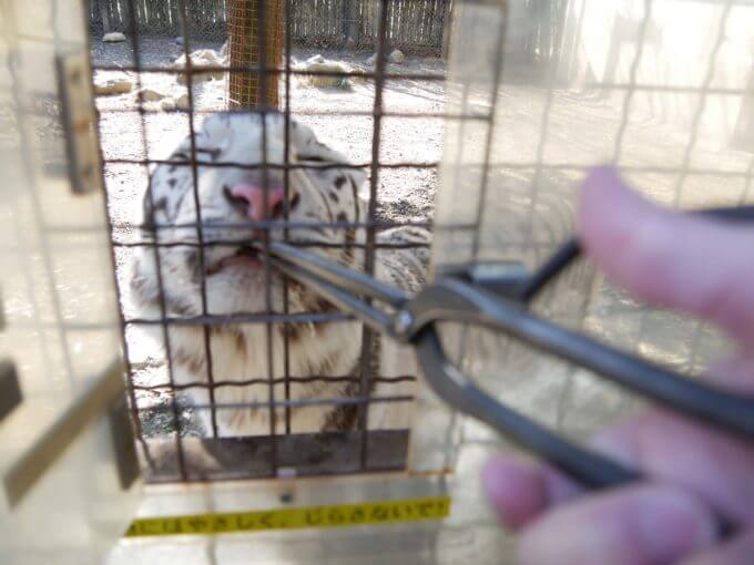 【群馬サファリパーク】ホワイトタイガーのエサやり体験が凄い！猛獣のお腹や肉球も見られます