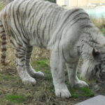 【伊豆アニマルキングダム】子連れレジャー旅行記 動物が超近い！遊園地併設で1日楽しめる動物園