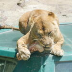 【富士サファリパーク】子連れレジャー滞在時間や1周の所要時間・混雑状況・感想まとめ