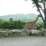 【富士サファリパーク】レストランサファリでランチした感想&飲食店情報、空いているのは