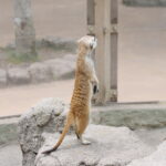 【富士サファリパーク】小さな子どもや赤ちゃんは「ふれあいゾーン」の牧場&動物村で楽しめる