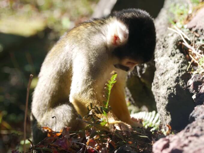 伊豆シャボテン動物公園、子ども連れ旅行記ブログ!リスザル放し飼い、雨の日の楽しみ方・滞在時間や子連れレジャーの注意点と口コミ