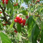 【子ども連れさくらんぼ狩り】は手ぶらじゃダメ、注意点や美味しい実の見分け方を解説